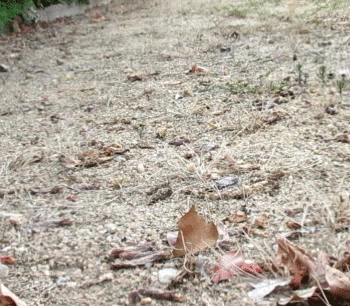 Gunwood - Traveling soul Image 1