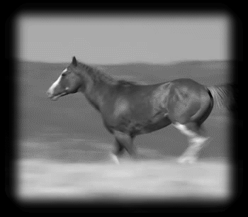 Puts Marie - Pigeons, politicians &amp; pinups during the end ... Image 1