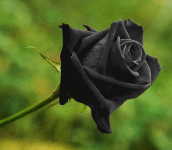 Solann - Si on sombre ce sera beau Image 1