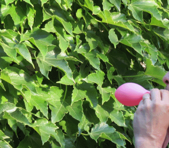 LN Heart - Colors Image 1