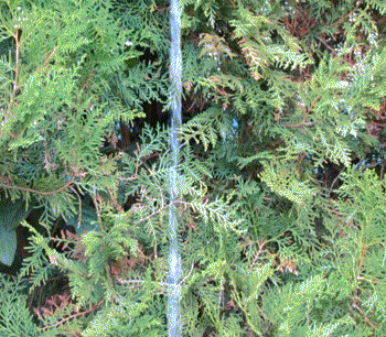 Volo - Chanson française Image 1